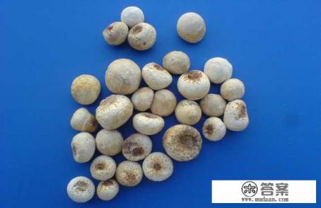 生半夏和法半夏有什么区别？