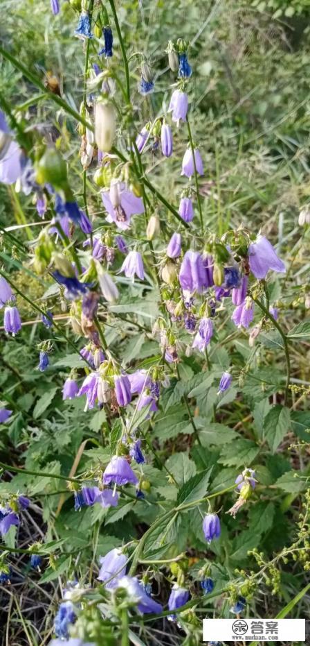 以前看过有“其芳”二字的诗词，很喜欢，想重温？