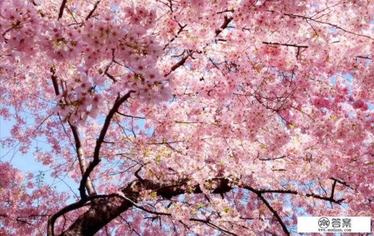 岳阳踏青好去处？