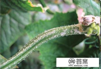 有过炭疽病的地怎样处理？