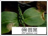 有过炭疽病的地怎样处理？