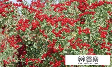 kr直装游戏是什么意思？