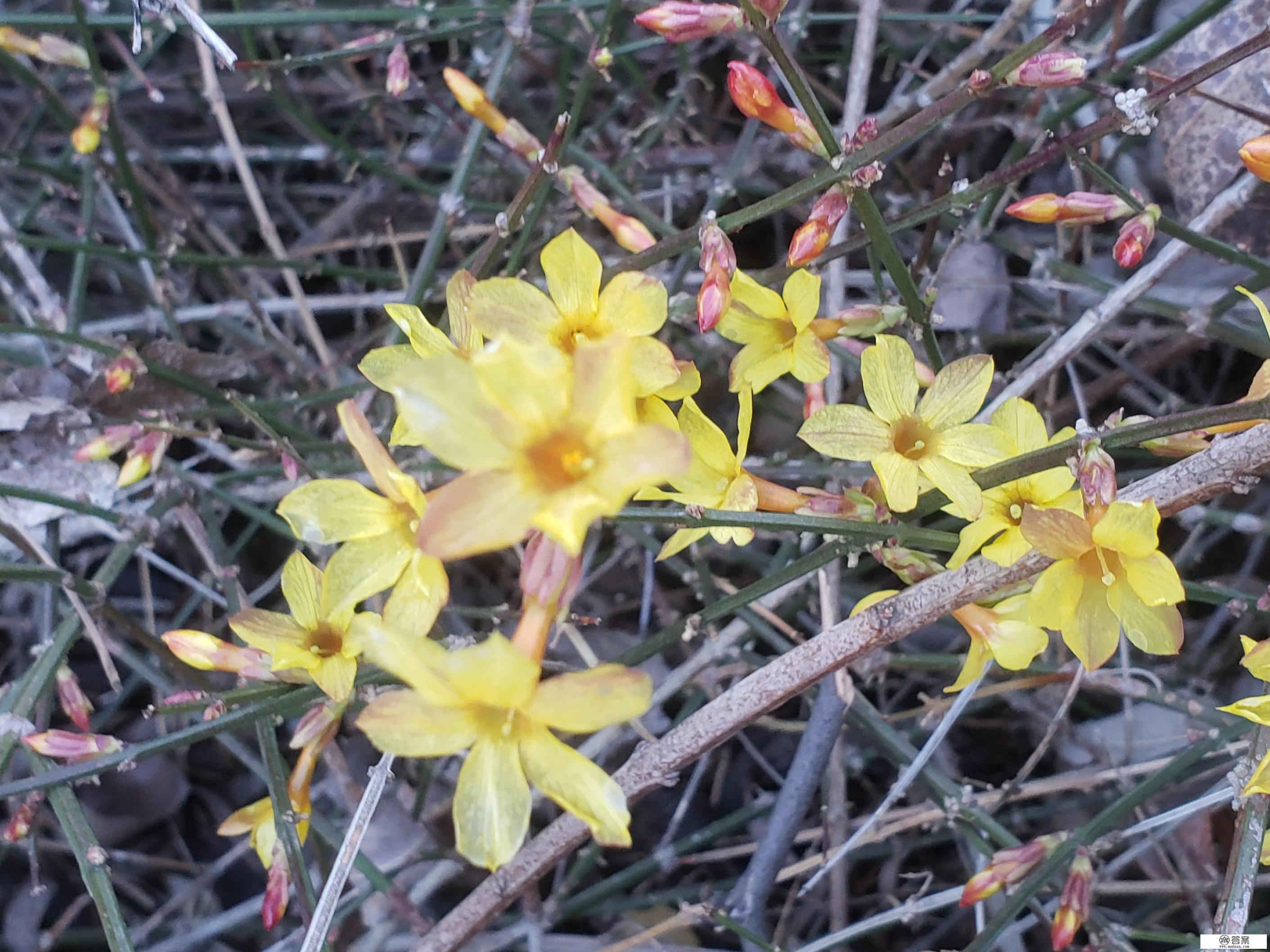 求书名:女主胎穿为帝女星，因为预言被迫女伴男装送到飘渺山，有三个师兄。六岁历炼时遇见男主，男主姓花？