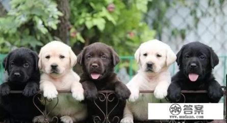 怎么彻底消灭跳蚤 怎么彻底消灭跳蚤