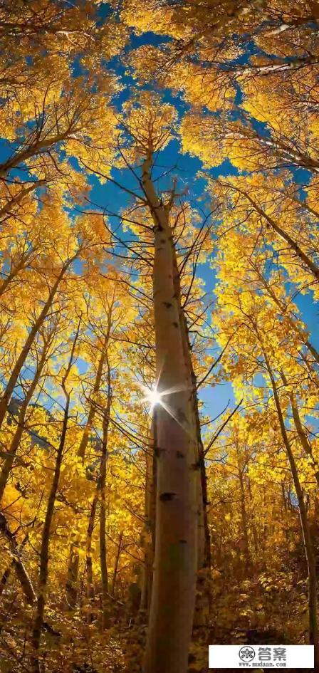 老年手机哪个牌子好?求推荐 老年手机哪个牌子好?求推荐