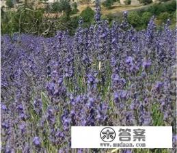 谁能推荐几款比较出名的泡浴精油 谁能推荐几款比较出名的泡浴精油