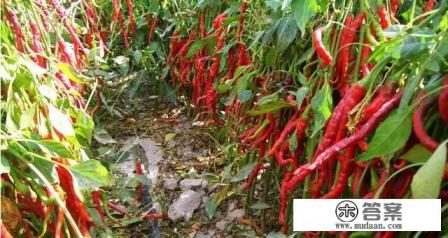 辣椒辣到手了最快消除