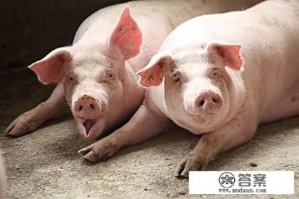 猪流感的传播途径有哪些？怎么防治