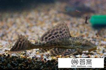 清道夫鱼能吃吗 清道夫鱼能吃吗