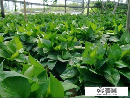 甲醛泄漏应急处理