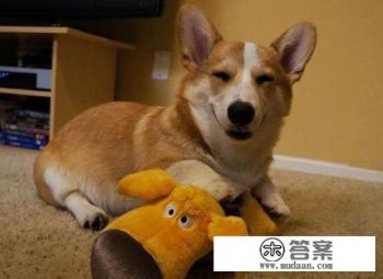 狗狗感冒了吃什么感冒药好