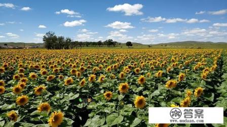 内蒙黄花沟景区的黄花是什么花