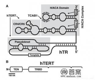 端粒酶是一种什么酶