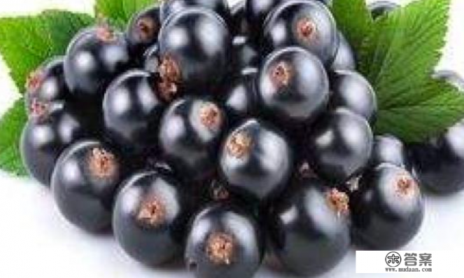 黑加仑怎么吃最好