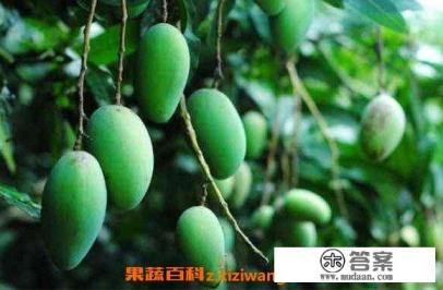 青芒果怎么吃 青芒果怎么吃