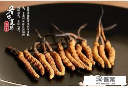 冬虫夏草两个物种之间的关系 冬虫夏草两个物种之间的关系