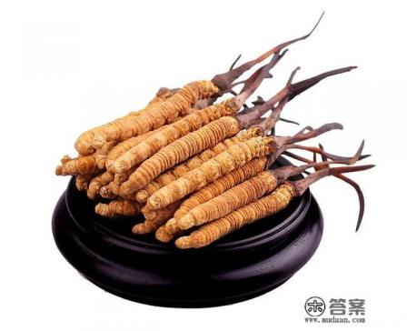 冬虫夏草两个物种之间的关系 冬虫夏草两个物种之间的关系