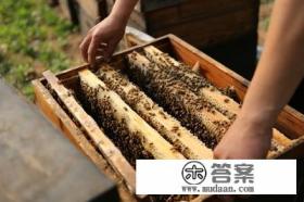 一百个蜜蜂加一个蜂王能养成强群吗