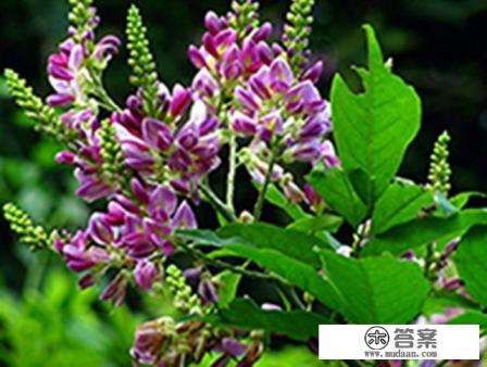 怎样种植鸡血藤