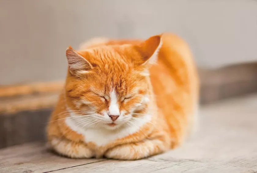 公猫和母猫,哪个做绝育比较好 公猫和母猫,哪个做绝育比较好