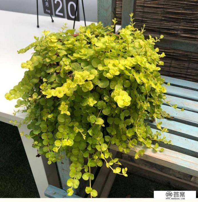 过路黄养殖方法和注意事项 过路黄养殖方法和注意事项