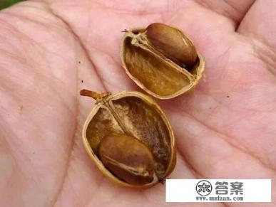 巴豆是什么树上结的果子 巴豆是什么树上结的果子