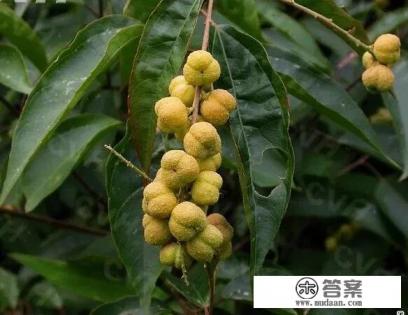 巴豆是什么树上结的果子 巴豆是什么树上结的果子