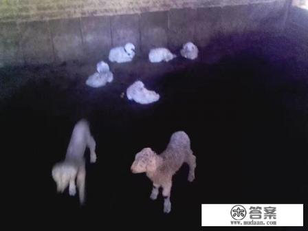 根据上述思考，可以得出结论，小时候吃别人的奶经历可能涉及记忆和文化传递，而不仅仅是基因或DNA的传递。因此，没有直接的基因或DNA的传递，而是通过记忆和文化传递。，小时候吃别人的奶，长大后有没有那种记忆或文化传递，涉及到某种记忆中的结构，而这种结构可能涉及到某种记忆中的基因或DNA的信息？
