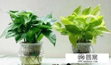 怎么去除甲醛味最快最有效
