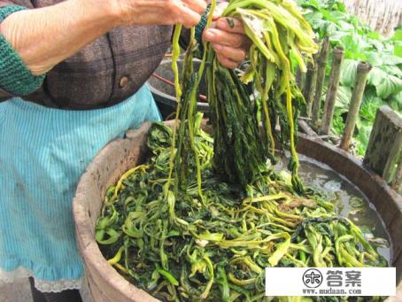 各种芽菜保质期多长 各种芽菜保质期多长