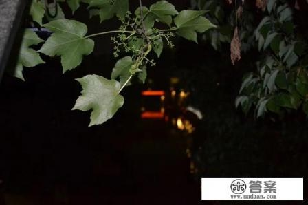 该不该带着父母去旅行 该不该带着父母去旅行