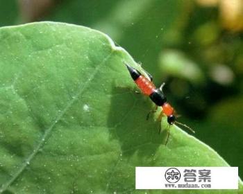 家里为何会有隐翅虫?