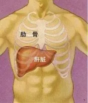 肝的功能及作用 肝的功能及作用